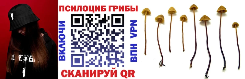 что такое   дарк нет клад  Псилоцибиновые грибы GOLDEN TEACHER  Сатка 