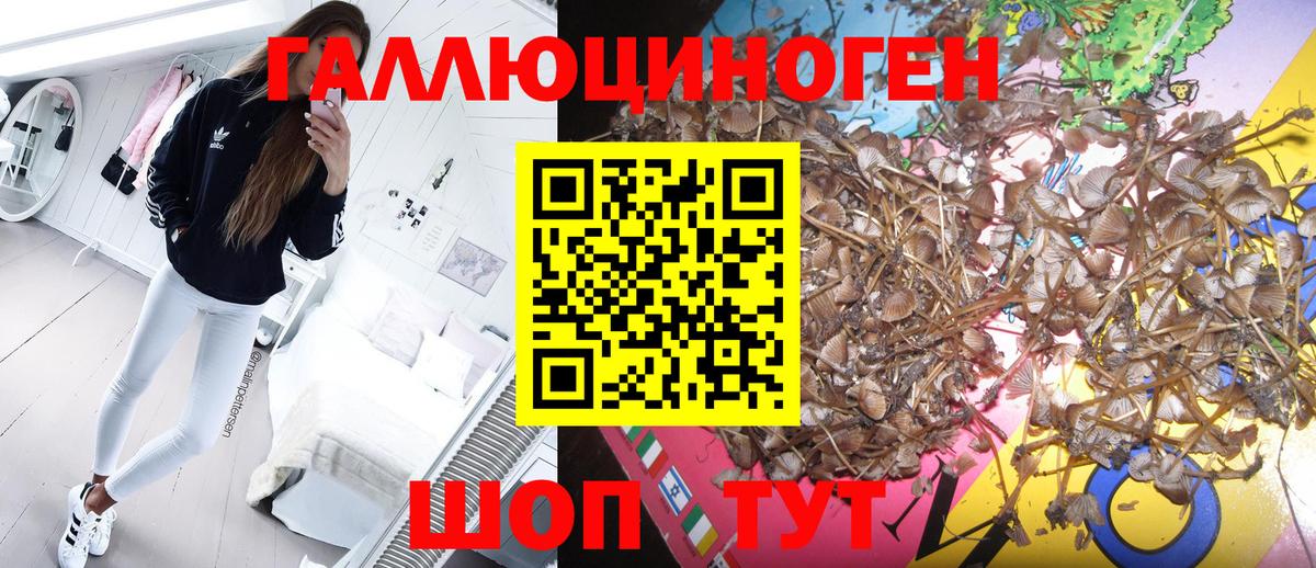 Галлюциногенные грибы Psilocybe  Вход с VPN  Сатка 